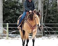 western-riding-quarter-horse