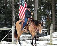 working-cattle-quarter-horse