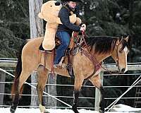 buckskin-all-around-horse