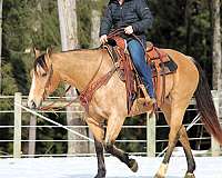 buckskin-quarter-horse-mare