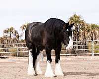 cross-gypsy-vanner-horse