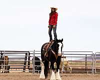 athletic-gypsy-vanner-horse