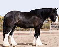 driving-gypsy-vanner-horse