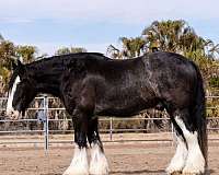 flashy-gypsy-vanner-horse