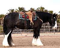 kid-safe-gypsy-vanner-horse