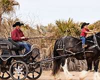 parade-gypsy-vanner-horse