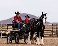 performance-gypsy-vanner-horse