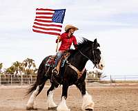 ridden-english-gypsy-vanner-horse