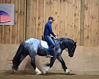 blue-roan-4-white-socks-horse