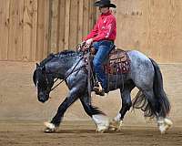 all-around-gypsy-vanner-horse