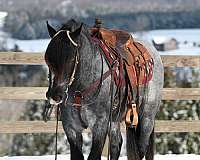 dressage-gypsy-vanner-horse