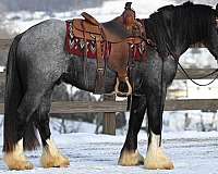 equitation-gypsy-vanner-horse