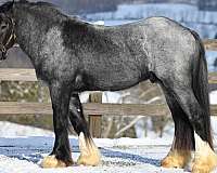 eventing-gypsy-vanner-horse