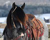 jumper-gypsy-vanner-horse