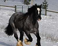 playday-gypsy-vanner-horse