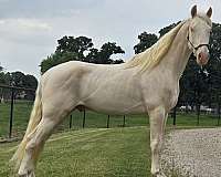 gaited-prospect-tennessee-walking-horse