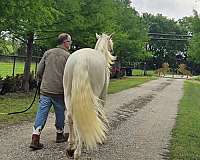 gaited-prospect-horse