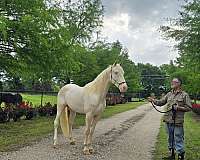 gaited-prospect-gelding