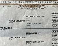 athletic-quarter-horse