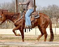 ranch-work-quarter-horse