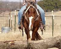 reining-quarter-horse