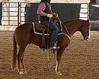 sorrel-quarter-horse-gelding