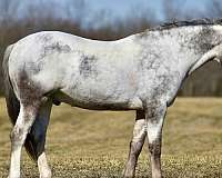 cross-draft-horse