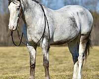 flashy-draft-horse