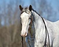 performance-draft-horse