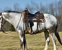 ranch-work-draft-horse