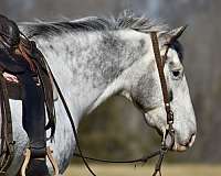 ridden-english-draft-horse