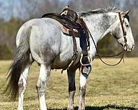 ridden-western-draft-horse