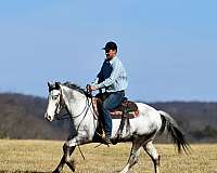 show-draft-horse