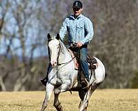 trail-riding-draft-horse