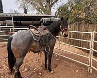 quarter-horse-gelding