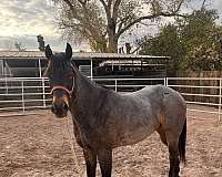 quarter-horse-for-sale