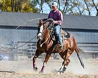 athletic-quarter-horse