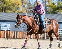 calf-roping-quarter-horse