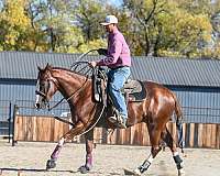 husband-safe-quarter-horse