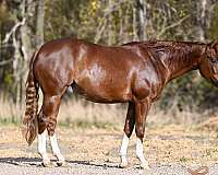 ranch-work-quarter-horse