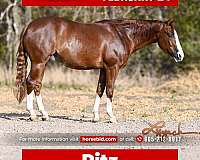 reining-quarter-horse