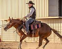 trail-riding-quarter-horse