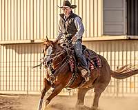 western-riding-quarter-horse