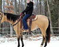 athletic-quarter-horse