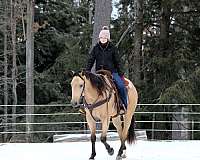 ranch-work-quarter-horse