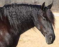 athletic-friesian-horse