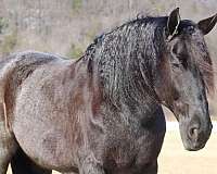 beginner-friesian-horse