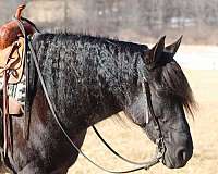 cross-friesian-horse