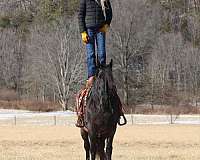 draft-friesian-horse