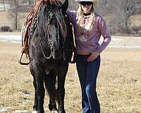 driving-friesian-horse